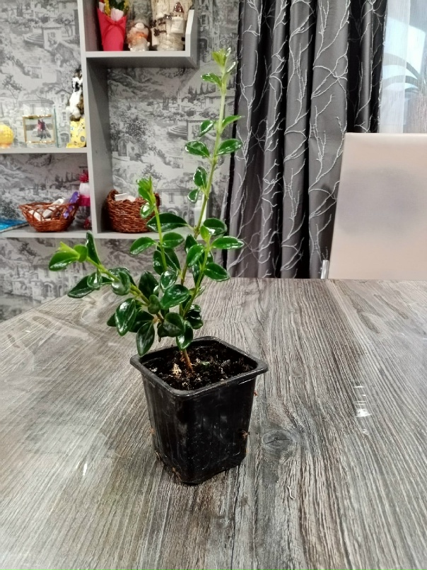 Ирина Герасина | Сухиничи