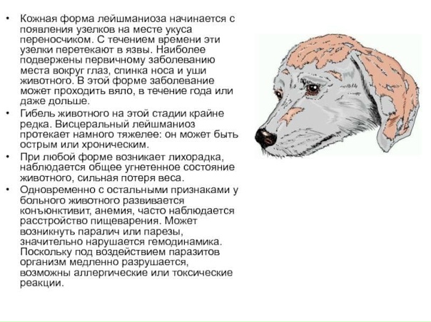 Лейшманиоз у собак симптомы и лечение фото Лейшманиоз у собак симптомы и лечение фото