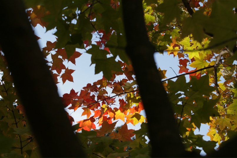 Петр Бобров | Новосибирск