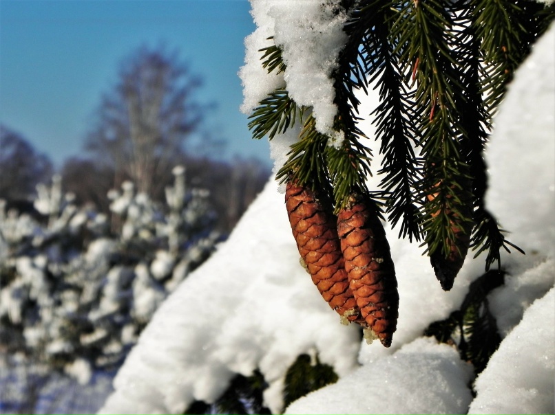 Юлия Резникова | Жигулевск