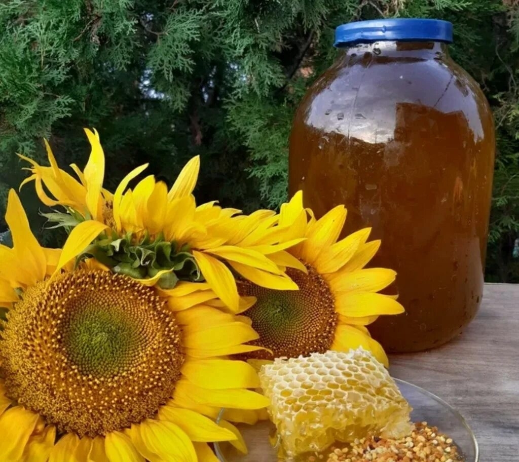 Мед из подсолнуха фото Мед из подсолнуха фото