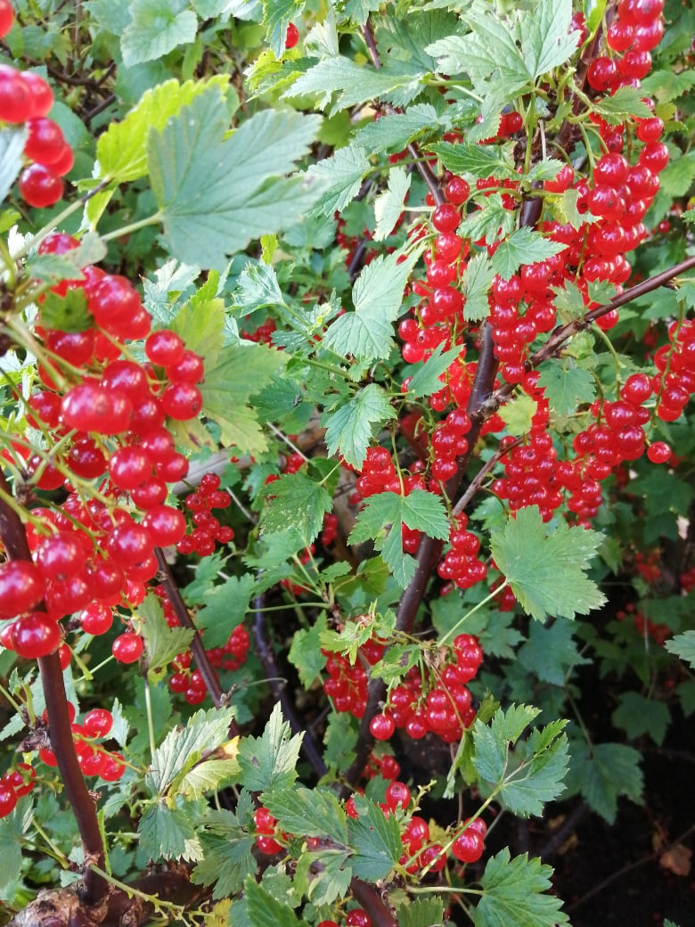 Нина Ефимова | Санкт-Петербург