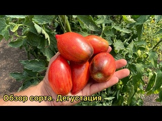 Полоса молнии - красивый экзот из США. Обзор сорта томата.