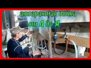 Чистое молоко эстафета//аппаратная дойка коров