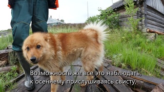 Бродский в переводе с русского на заонежский
