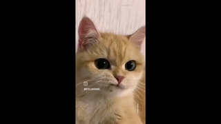 “CUTE and FUNNY Moments with CATS and Pet Friends“