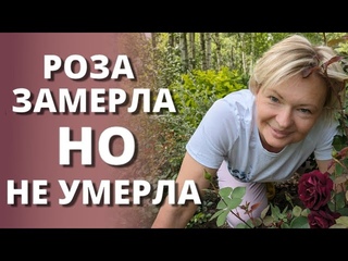 ЗАМЕРШИЕ РОЗЫ. Почему, и что с ними делать 16 июня 2024г.