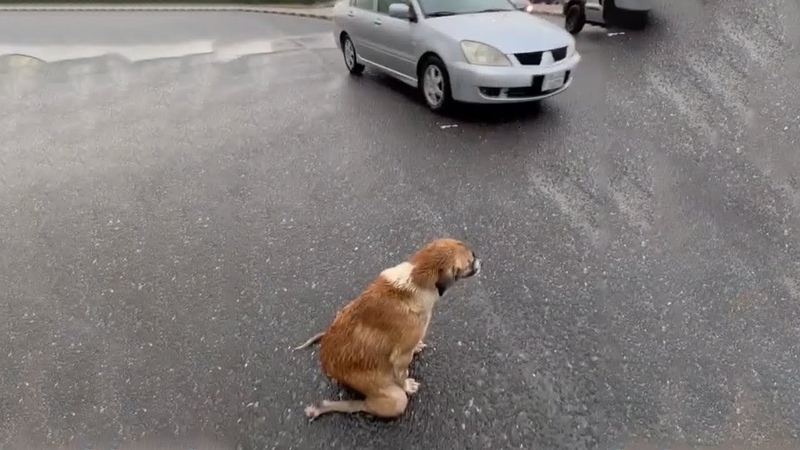 Every day, This Kind Mother Still Drags Thin Body To The Street to Ask for Food to Bring Back