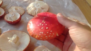 20200920 125453 Сушу чудесные fly agarics
