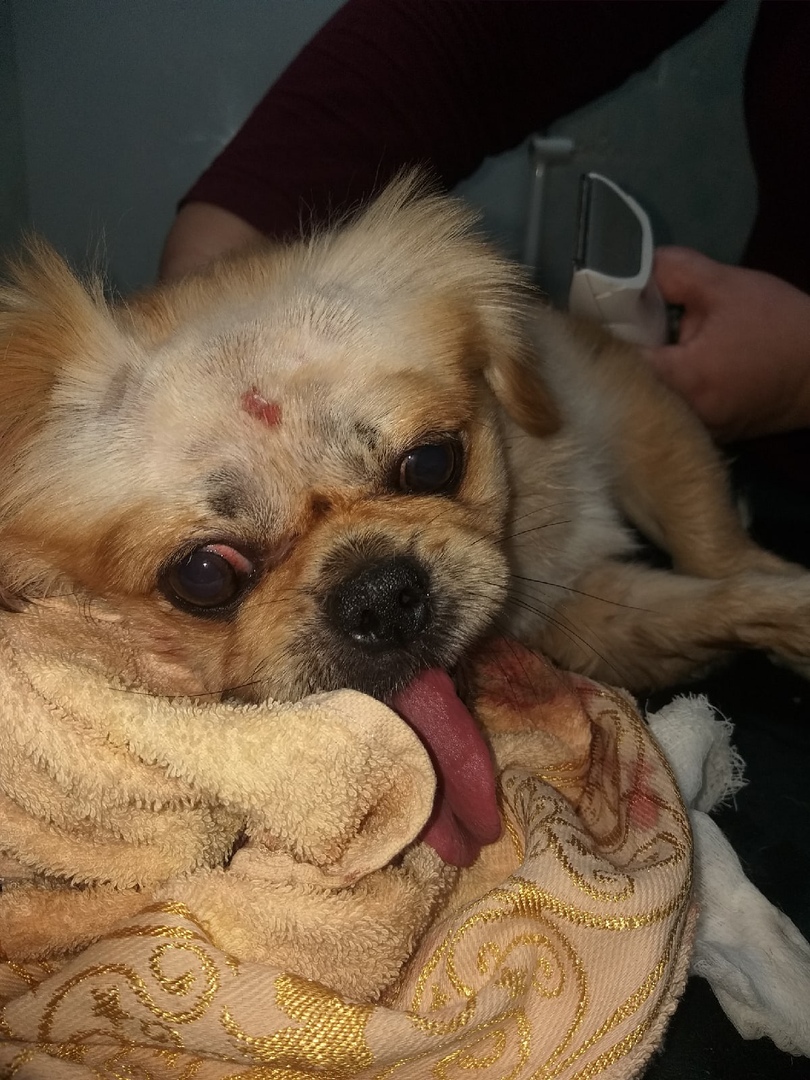 потеряшки орел кот и пес