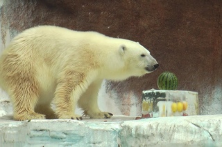 シロクマ イッちゃんに氷柱プレゼント 天王寺動物園 Polar Bear at Tennoji Zoo