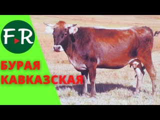 Бурая кавказская порода КРС. Восстановление породы. Гюмрийская селекционная станция. Армения.