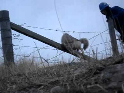 Coyote Caught on a