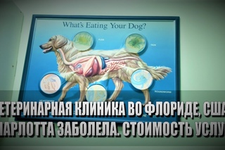 101# Ветеринарная клиника во Флориде, США. Шарлотта заболела. Стоимость услуг.