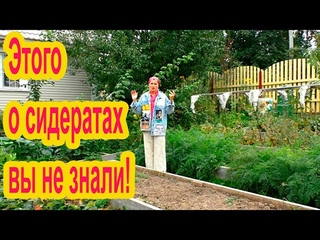 Нужно ли сеять сидераты?