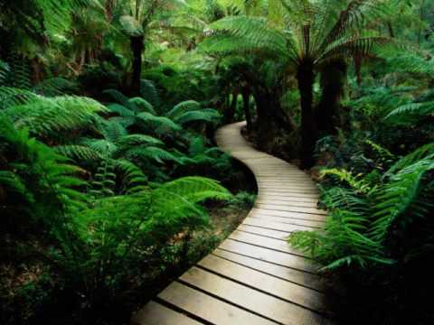 Shpongle ft Michele Adamson No Turn