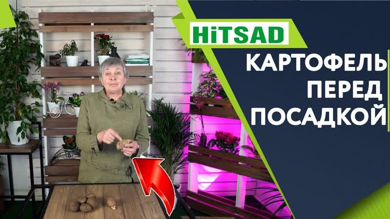 КАК ПОДГОТОВИТЬ КАРТОФЕЛЬ К ПОСАДКЕ Полезные Советы От