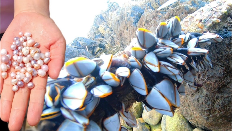 Some strange shellfish and seafood have appeared on the seashore, producing precious