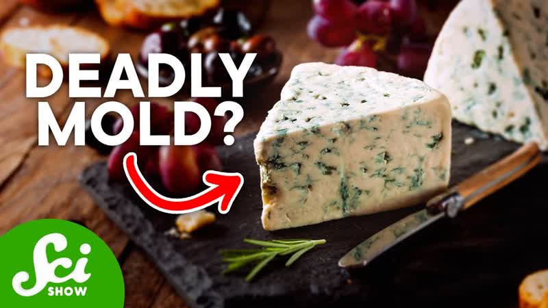Why Moldy Food is More Dangerous Than You
