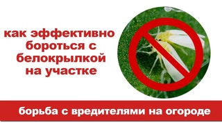 Борьба с белокрылкой на участке.