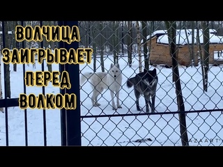 Волчица Фурия заигрывает перед Волком Акелой. Как отреагировал на это суровый хищник