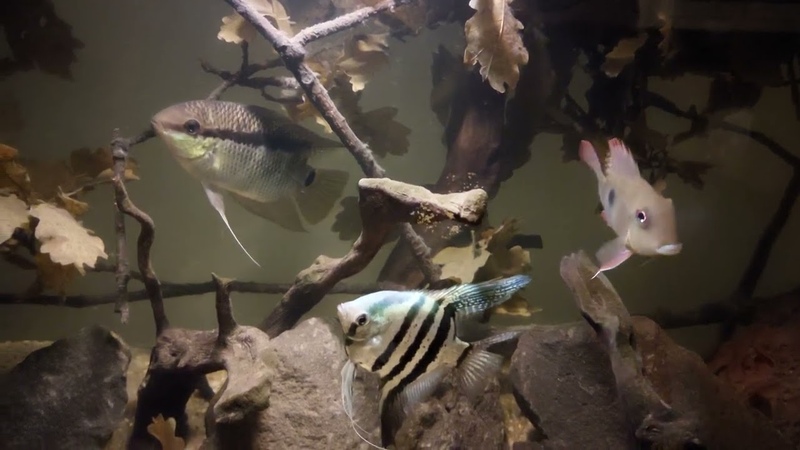 Flag cichlid, red horseface, blue pinoy angelfish ram cichlid in semi blackwater aquarium part