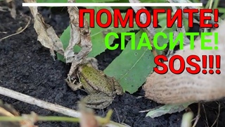 Помогите! Спасите! SOS!!!