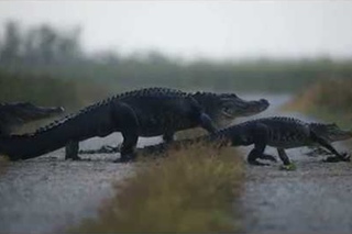 Gator Crossing