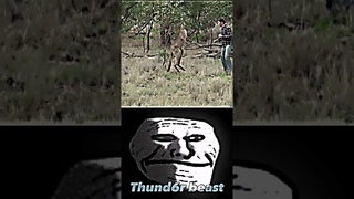 Troll face meme 2/man vs kangaroo #trending #viral #shorts #trendingshorts #trollface