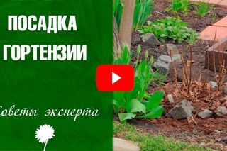 Посадка гортензии ➡ Как правильно посадить и ухаживать за гортензией метельчатой