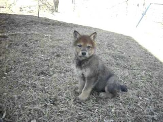 Wolf dog puppies