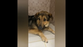 ПЁСИКУ ГРОЗИТ ПРИЮТ❗ СРОЧНО НУЖЕН ДОМ❗🙏
